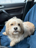 Chirco, kleiner wuscheliger Kerl mit ganz viel Charme