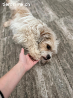 Chirco, kleiner wuscheliger Kerl mit ganz viel Charme