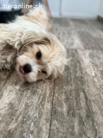 Chirco, kleiner wuscheliger Kerl mit ganz viel Charme