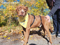 CHOCCO, wunderbarer Mischlingsrüde, ca. 12 Mo., 49cm, 21,5kg
