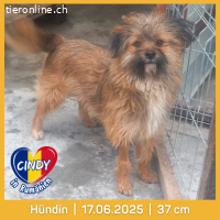 Cindy-kleines Putzelchen auf der suche nach Glück