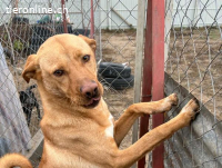 Cirino, tapferer Vierbeiner