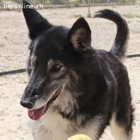 Cleissy – klug, charmant und ballverliebt