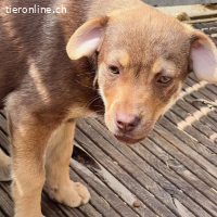 Coffee sucht ihr Für-Immer-Zuhause