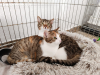 Colin sucht ein Zuhause (8 Monate)