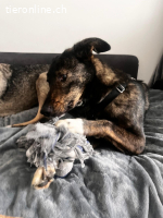 Concorde – kleine Fortschritte, großes Herz