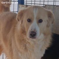 Conor – sucht hundeerfahrene Menschen