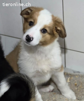 Cookie A. - ein lebensfroher verspielter Welpe