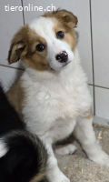 Cookie A. - ein lebensfroher verspielter Welpe