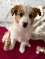 Cookie A. - ein lebensfroher verspielter Welpe