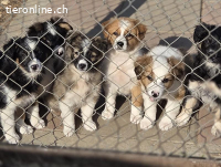 Cookie A. - ein lebensfroher verspielter Welpe