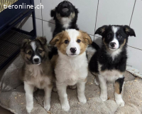 Cookie A. - ein lebensfroher verspielter Welpe