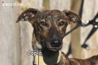 COPLA