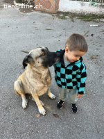 Cora, w./kastr., geb. 03/2019, Größe: ca. 70 cm/44,5 kg