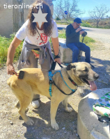 Cora, w./kastr., geb. 03/2019, Größe: ca. 70 cm/44,5 kg