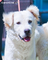 Cornelius - Woher soll er es können?