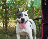 Corson, unternehmingslustiger Vierbeiner