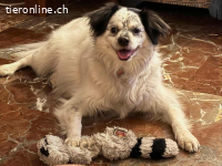 Cosco, m./kastr., geb. 15.06.2019, Größe: 43 cm/14 kg