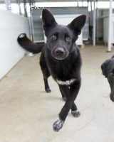 Coza Conzana (Coza) – aktive, ausgeglichene Hündin