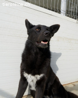 Coza Conzana (Coza) – aktive, ausgeglichene Hündin