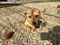 Cream wünscht sich eine Familie