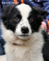 Crix - Hat seine Fledermausohren auf Empfang