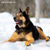 Cronos -ein Hund mit der Seele eines Kindes