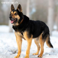 Cronos -ein Hund mit der Seele eines Kindes