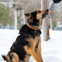 Cronos -ein Hund mit der Seele eines Kindes