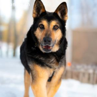 Cronos -ein Hund mit der Seele eines Kindes