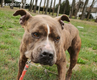 Cseresznye, tolle Staff-Mix Hündin