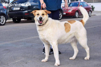 Cuca - träumt von einem schönen Zuhause.