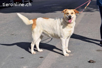 Cuca - träumt von einem schönen Zuhause.