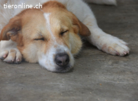 Cuca - träumt von einem schönen Zuhause.