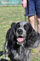 Curgan - Vom Champion zum Herzenshund