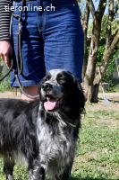 Curgan - Vom Champion zum Herzenshund