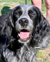 Curgan - Vom Champion zum Herzenshund