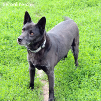 Cygan, bescheidener alter Hund sucht sein Glück