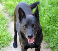 Cygan - bescheidener alter Hund sucht sein Glück