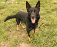 Cynamon - intelligent, verspielt und total lieb