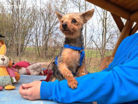 CYRILL, putziger Hundemann, ca. 7 Jahre, 20cm, 2,8kg