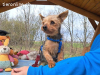 CYRILL, putziger Hundemann, ca. 7 Jahre, 20cm, 2,8kg