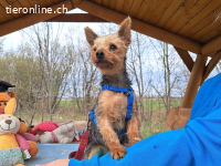 CYRILL, putziger Hundemann, ca. 7 Jahre, 20cm, 2,8kg