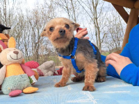 CYRILL, putziger Hundemann, ca. 7 Jahre, 20cm, 2,8kg