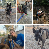 Dafne, w./kastr., 12/2023, Größe: ca. 65 cm/31 kg