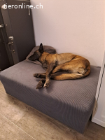 Dafne, w./kastr., 12/2023, Größe: ca. 65 cm/31 kg