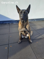 Dafne, w./kastr., 12/2023, Größe: ca. 65 cm/31 kg