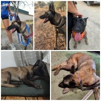 Dafne, w./kastr., 12/2023, Größe: ca. 65 cm/31 kg