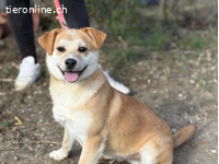 Dakari, neugieriger Hundebub