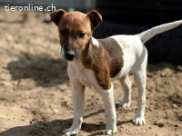 Dale, verspielter Hundebub